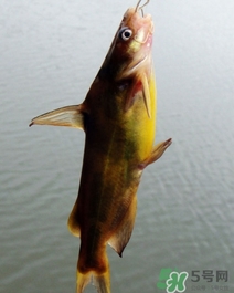 嘎魚是海魚嗎？嘎魚是什么魚