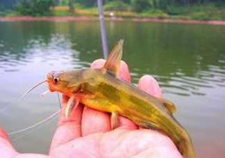 黃辣丁怎么釣？如何釣黃辣丁