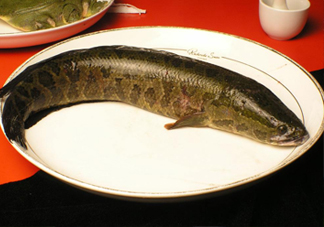 黑魚有鱗嗎？黑魚鱗片怎么處理