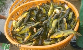 黃顙魚不能和什么一起吃？黃顙魚不能與什么同吃？
