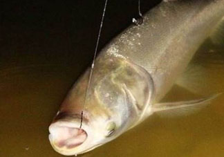 五月份能釣鰱魚嗎？五月份釣什么魚？