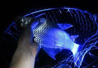 五月份可以夜釣嗎？5月份可以夜釣了嗎？