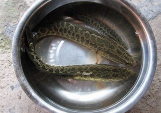 黑魚是什么魚？黑魚是鯰魚嗎