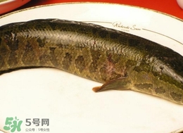 黑魚怎么做好吃？黑魚湯的做法