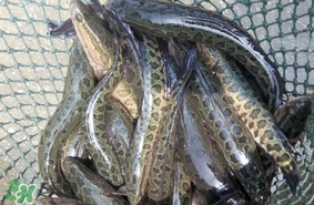 黑魚怎么抓？怎么捕捉黑魚