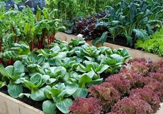 六月份種什么蔬菜？六月份可以種什么蔬菜？