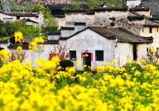 五月份還有油菜花嗎？5月份還有油菜花嗎？