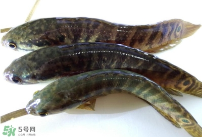 烏鱧魚多少錢一斤？烏鱧價格