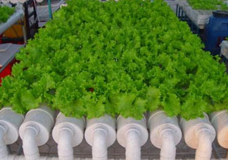 立夏種什么菜？立夏適合種什么？