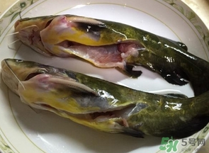 嘎魚是鯰魚嗎？嘎魚是黃辣丁嗎