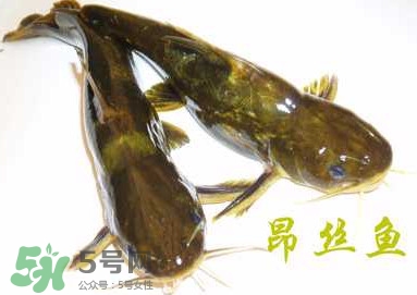 黃顙魚不能和什么一起吃？黃顙魚不能與什么同吃？