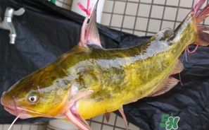 嘎魚是鯰魚嗎？嘎魚是黃辣丁嗎