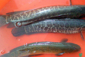 黑魚是海鮮嗎？黑魚是外來物種嗎