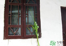 端午節(jié)插門上的是什么？端午節(jié)為什么要插艾草？