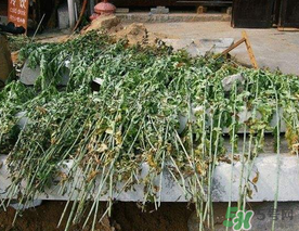 端午節(jié)插門上的是什么？端午節(jié)為什么要插艾草？