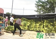 河南多地出現(xiàn)蒜你完 金鄉(xiāng)蒜薹最新價格 河南多地出現(xiàn)蒜你完 金鄉(xiāng)蒜薹最新價格