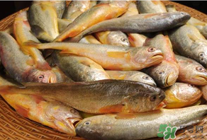 端午節(jié)為什么要吃黃魚？端午節(jié)吃黃魚的由來