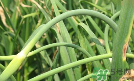 蒜薹什么時(shí)候采收？蒜薹什么時(shí)間抽