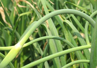 蒜薹是蒜長(zhǎng)出來(lái)的？蒜薹是大蒜長(zhǎng)出來(lái)的