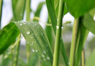 包粽子的葉子叫什么？包粽子的葉子怎么處理？