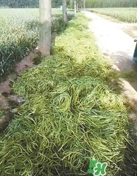 河南多地出現(xiàn)蒜你完 金鄉(xiāng)蒜薹最新價格 河南多地出現(xiàn)蒜你完 金鄉(xiāng)蒜薹最新價格