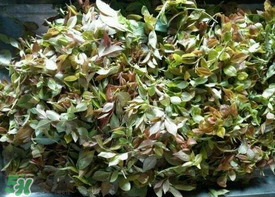 烏樹葉怎么做？烏樹葉怎么做好吃又簡單？