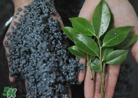 烏樹葉怎么做？烏樹葉怎么做好吃又簡單？