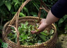 烏樹葉怎么做？烏樹葉怎么做好吃又簡單？