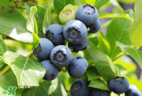 烏飯子和藍莓是同一種植物嗎？烏飯子樹和藍莓對比