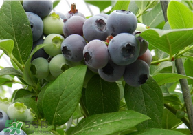 烏飯子和藍莓是同一種植物嗎？烏飯子樹和藍莓對比