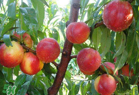 油桃和西瓜能一起吃嗎？油桃可以和西瓜一起吃嗎？