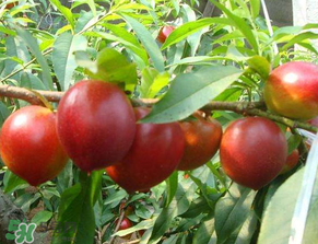 油桃和西瓜能一起吃嗎？油桃可以和西瓜一起吃嗎？