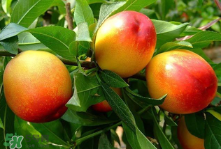 油桃和西瓜能一起吃嗎？油桃可以和西瓜一起吃嗎？