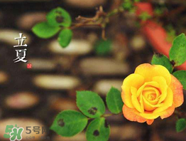 ?立夏是夏天嗎？?立夏是夏天的開(kāi)始嗎？