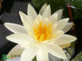 ?立夏是夏天嗎？?立夏是夏天的開(kāi)始嗎？