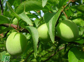 青梅不能和什么一起吃？青梅和什么相克？