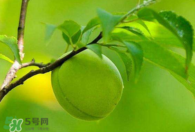 青梅不能和什么一起吃？青梅和什么相克？