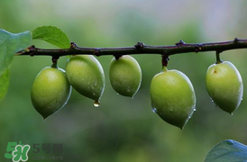 青梅不能和什么一起吃？青梅和什么相克？