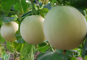 甜瓜能放冰箱嗎？甜瓜怎么放冰箱保存？