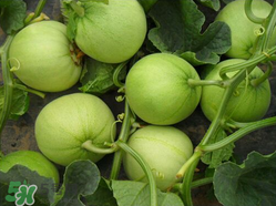 甜瓜和牛奶能一起吃嗎？吃完甜瓜可以喝牛奶嗎？