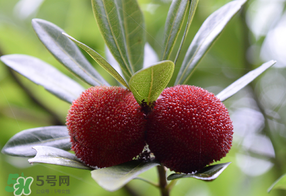 楊梅多少錢一斤 楊梅什么季節(jié)成熟上市 楊梅多少錢一斤 楊梅什么季節(jié)成熟上市