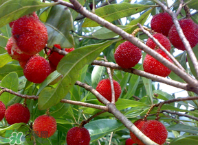 楊梅多少錢一斤 楊梅什么季節(jié)成熟上市 楊梅多少錢一斤 楊梅什么季節(jié)成熟上市