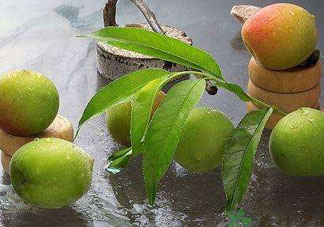 青梅不能和什么一起吃？青梅和什么相克？