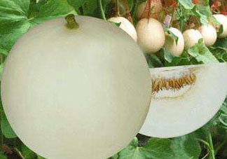 甜瓜可以帶上飛機嗎？坐飛機可以帶香瓜嗎？