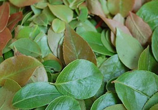 烏樹葉怎么做？烏樹葉怎么做好吃又簡單？