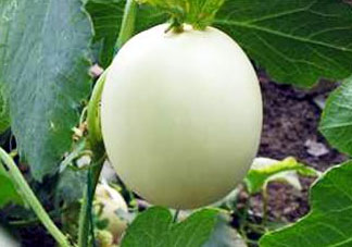 甜瓜不能和什么一起吃？甜瓜和什么不能一起吃？