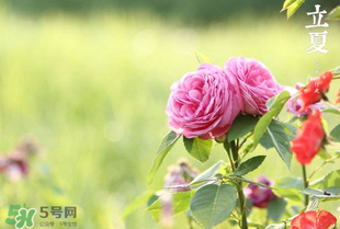 立夏開什么花？立夏有什么花？