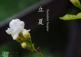 立夏開什么花？立夏有什么花？