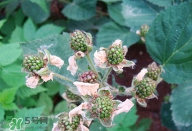 樹莓有毒嗎？樹莓有刺嗎？