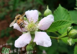 樹莓有毒嗎？樹莓有刺嗎？